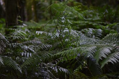 Pteris deflexa, photographed by veronica