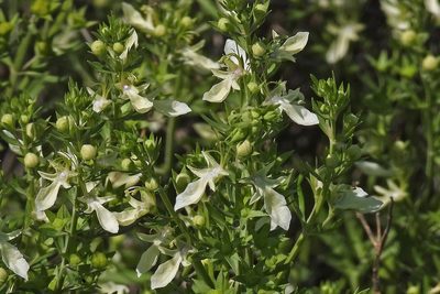 Teucrium cubense, photographed by Hugo Hulsberg