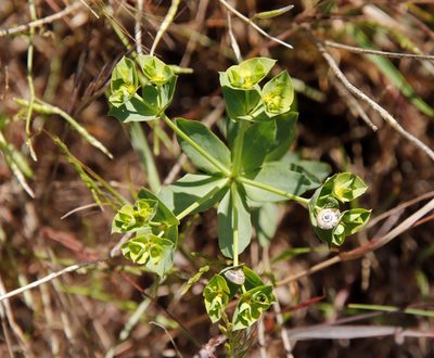 Euphorbia terracina, photographed by Tony Rebelo
