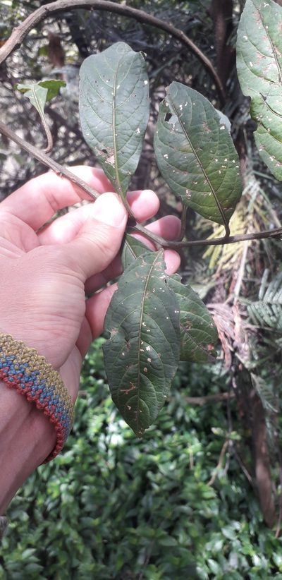 Solanum cornifolium, photographed by Juan Carlos Caicedo Hernández
