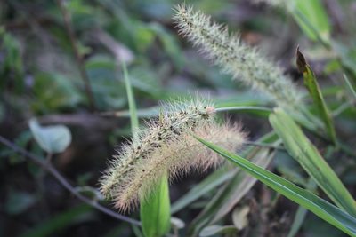 Setaria tenax, photographed by Guillaume Delaitre
