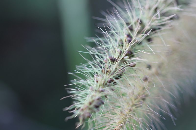 Setaria tenax, photographed by Guillaume Delaitre