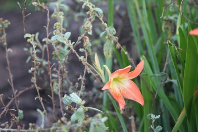 Hippeastrum puniceum, photographed by Guillaume Delaitre