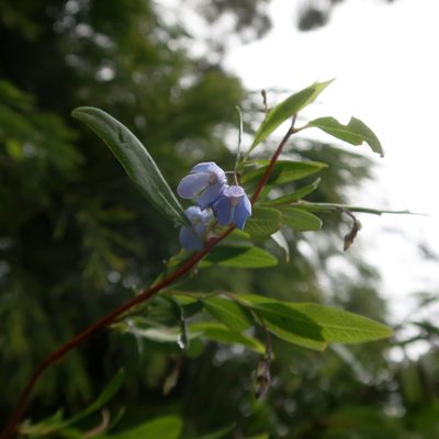Billardiera heterophylla, photographed by Cowirrie