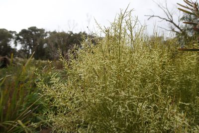 Leptomeria drupacea, photographed by Cowirrie