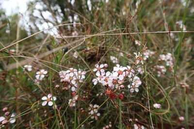Euryomyrtus ramosissima, photographed by Cowirrie