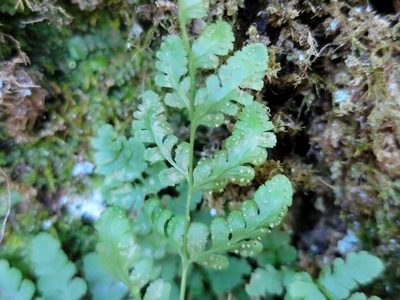 Cystopteris tenuis, photographed by Elias