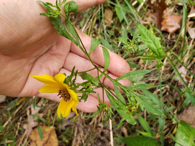 Bidens aristosa, photographed by Mark Richman