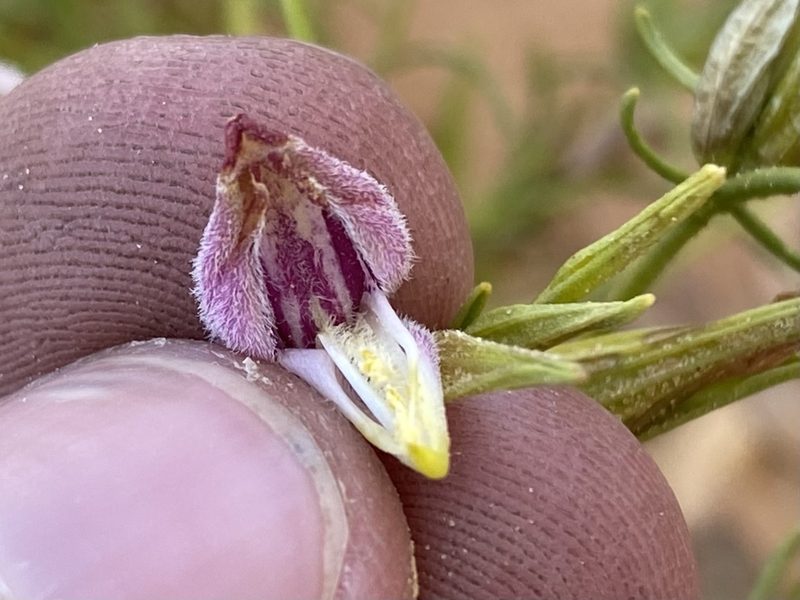 Cordylanthus wrightii, photographed by Elliott Gordon