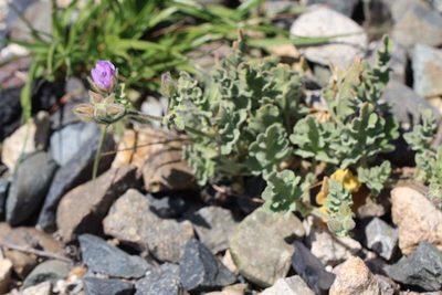 Cristaria glaucophylla, photographed by Cesar Ormazabal