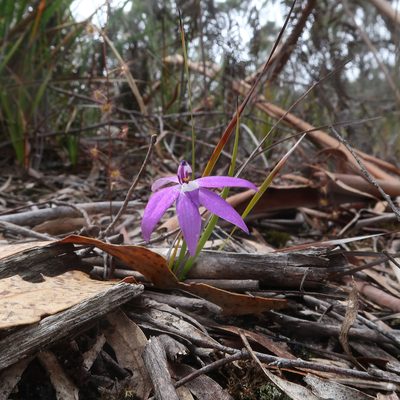 Caladenia major, photographed by Cowirrie