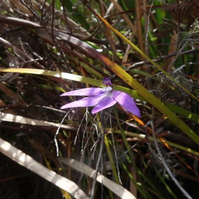 Caladenia major, photographed by Cowirrie