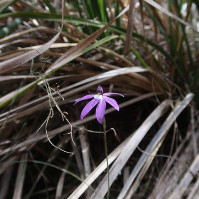 Caladenia major, photographed by Cowirrie