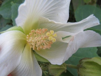 Hibiscus mutabilis, photographed by Marco Mussita