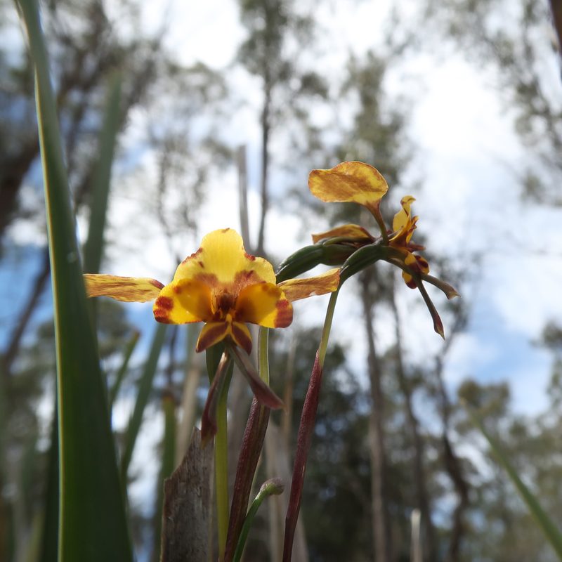 Diuris pardina, photographed by Cowirrie