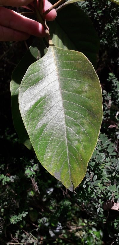 Citharexylum subflavescens, photographed by Juan Carlos Caicedo Hernández