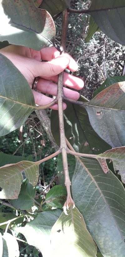 Citharexylum subflavescens, photographed by Juan Carlos Caicedo Hernández