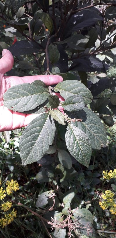 Solanum cornifolium, photographed by Juan Carlos Caicedo Hernández
