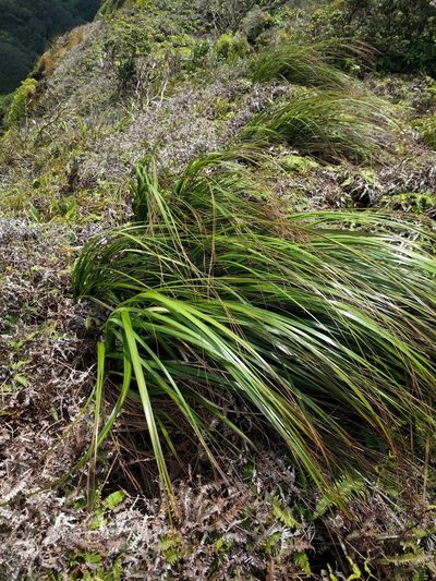 Gahnia beecheyi, photographed by Kevin Faccenda