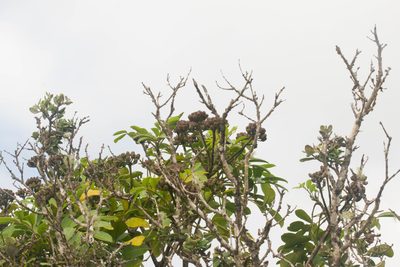 Polyscias oahuensis, photographed by Kevin Faccenda