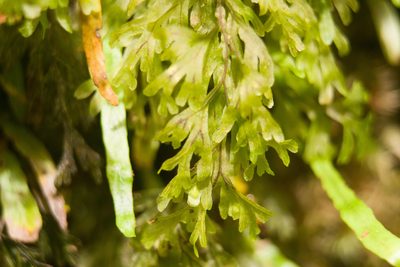 Hymenophyllum recurvum, photographed by Kevin Faccenda