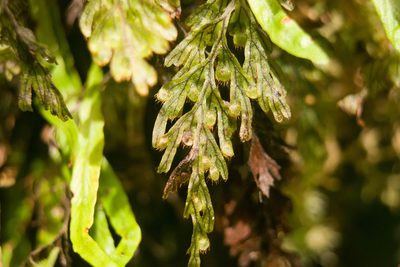 Hymenophyllum lanceolatum, photographed by Kevin Faccenda