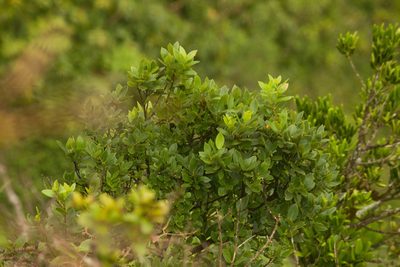Wikstroemia oahuensis, photographed by Kevin Faccenda