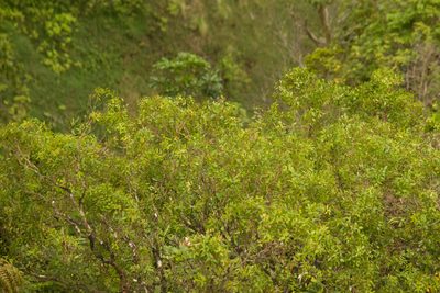 Metrosideros tremuloides, photographed by Kevin Faccenda