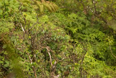 Antidesma platyphyllum, photographed by Kevin Faccenda