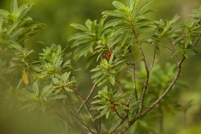 Coprosma longifolia, photographed by Kevin Faccenda