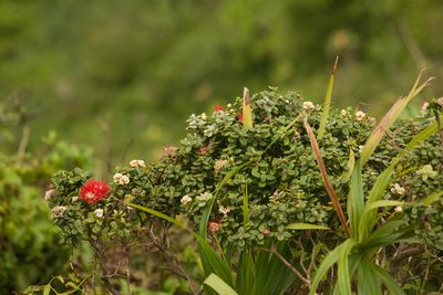 Metrosideros rugosa, photographed by Kevin Faccenda