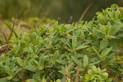 Scaevola mollis, photographed by Kevin Faccenda