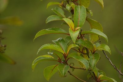 Perrottetia sandwicensis, photographed by Kevin Faccenda