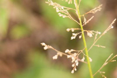 Isachne distichophylla, photographed by Kevin Faccenda