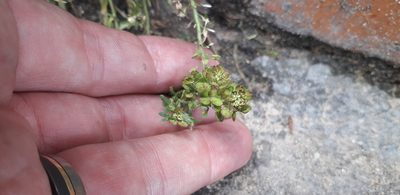Lepidium bipinnatifidum, photographed by Juan Carlos Caicedo Hernández