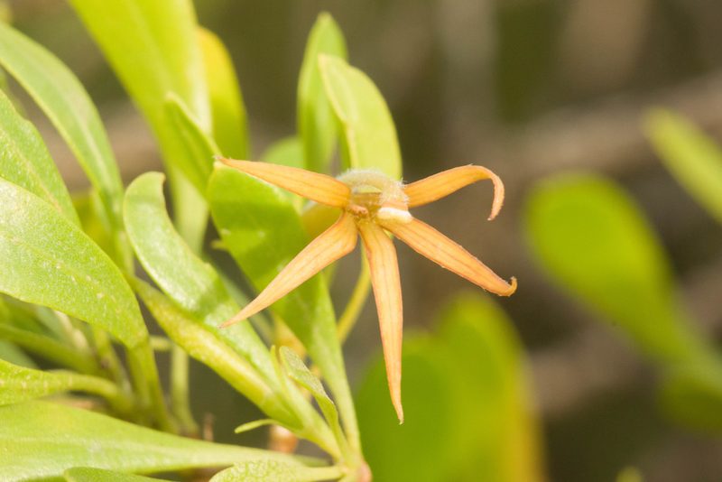 Scaevola gaudichaudii, photographed by Kevin Faccenda