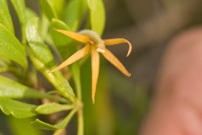 Scaevola gaudichaudii, photographed by Kevin Faccenda