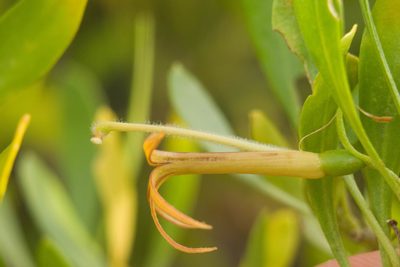 Scaevola gaudichaudii, photographed by Kevin Faccenda