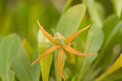 Scaevola gaudichaudii, photographed by Kevin Faccenda