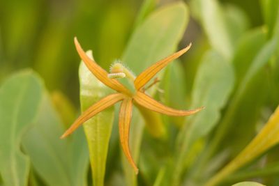 Scaevola gaudichaudii, photographed by Kevin Faccenda