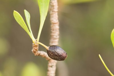 Scaevola gaudichaudii, photographed by Kevin Faccenda