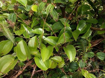 Smilax melastomifolia, photographed by Kevin Faccenda