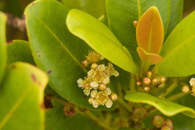 Syzygium sandwicense, photographed by Kevin Faccenda