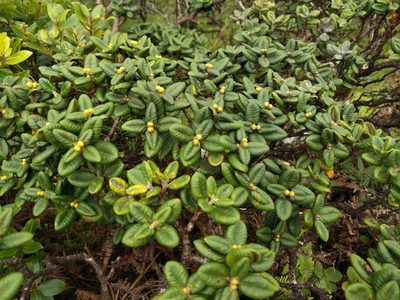 Metrosideros rugosa, photographed by Kevin Faccenda