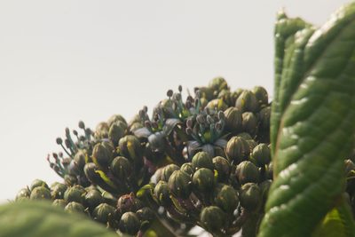 Hydrangea arguta, photographed by Kevin Faccenda