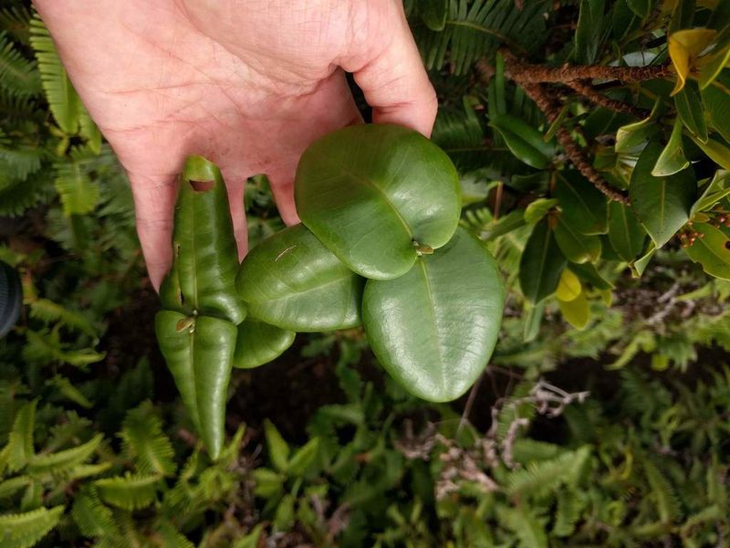 Melicope rotundifolia, photographed by Kevin Faccenda