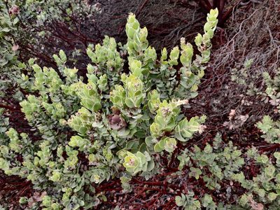 Arctostaphylos auriculata, photographed by Alexander Wentworth