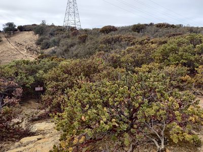 Arctostaphylos auriculata, photographed by Alexander Wentworth
