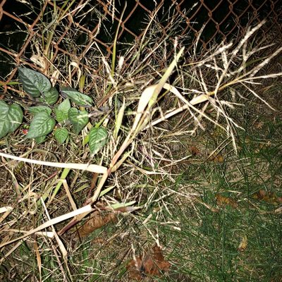 Digitaria ischaemum, photographed by Jamie VanBuskirk