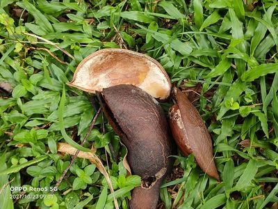 Adinobotrys atropurpureus